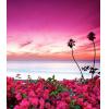 Pink Sunset and Flowers