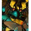 Dark Butterfly BG