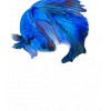 Blue Betta Fish