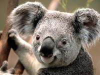 The Koalas