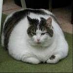 Anti Fat Cat Shaming