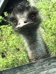 Fraternity Emus