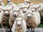 Fraternity sheep